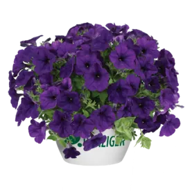 CASCADIAS™ Indigo