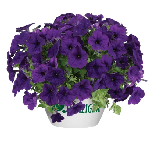 CASCADIAS™ Indigo