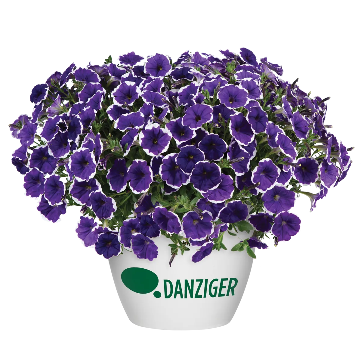 CASCADIAS™ Rim Violet Improved
