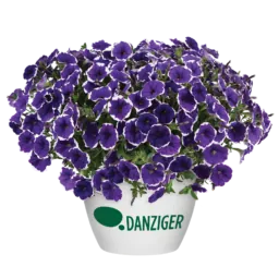 CASCADIAS™ Rim Violet Improved