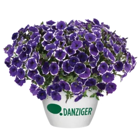 CASCADIAS™ Rim Violet Improved