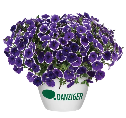 CASCADIAS™ Rim Violet Improved