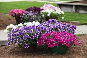 CASCADIAS™ Rim Violet Improved