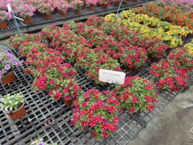 COLIBRI™ Exotic Red Bling