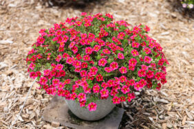 COLIBRI™ Exotic Red Bling