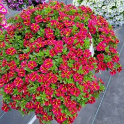 COLIBRI™ Exotic Red Bling