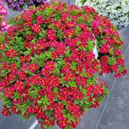 COLIBRI™ Exotic Red Bling