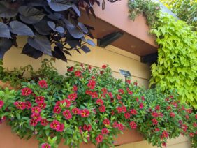 COLIBRI™ Exotic Red Bling