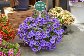 COLIBRI™ Dark Lavender