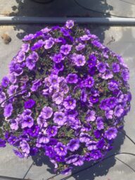 COLIBRI™ Dark Lavender