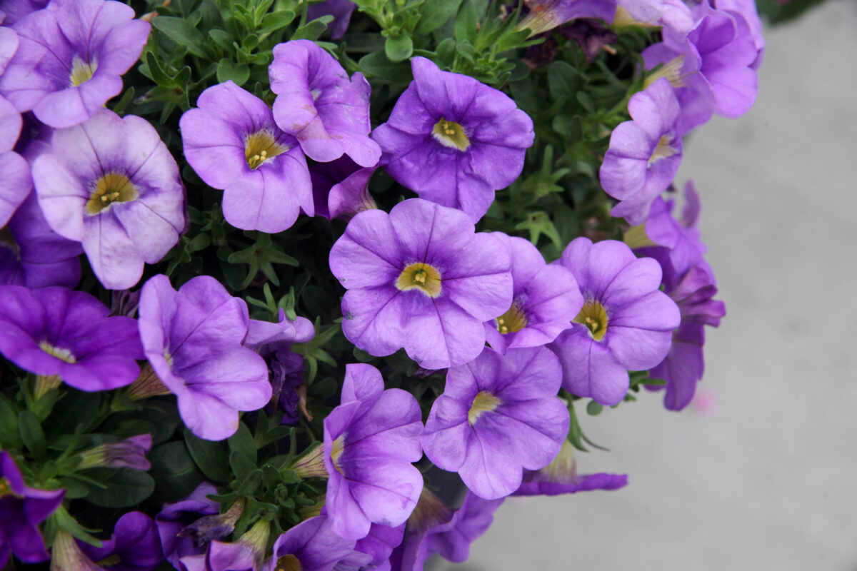 COLIBRI™ Dark Lavender - Danziger