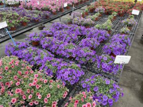 COLIBRI™ Dark Lavender