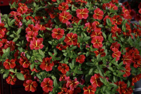 COLIBRI™ Exotic Red Bling