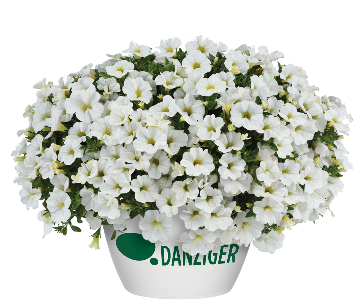 COLIBRI™ Pure White - Danziger