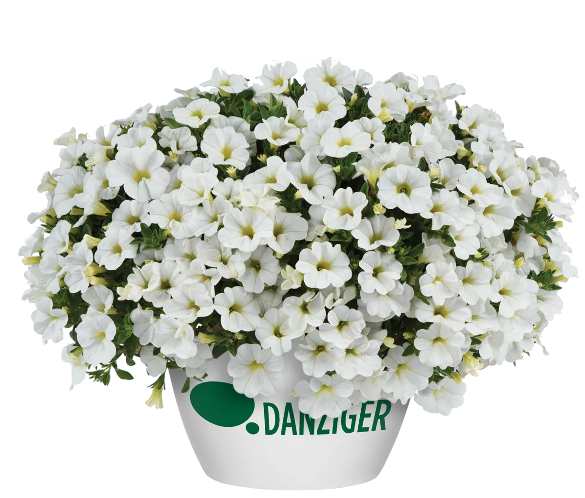 COLIBRI™ Pure White