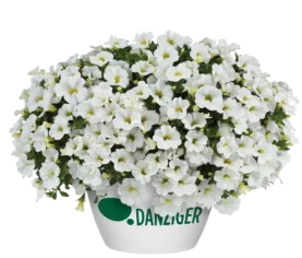 COLIBRI™ Pure White