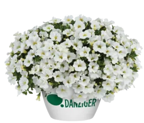 COLIBRI™ Pure White