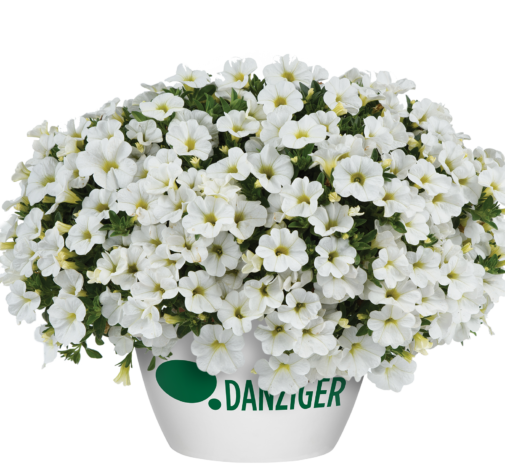 COLIBRI™ Pure White