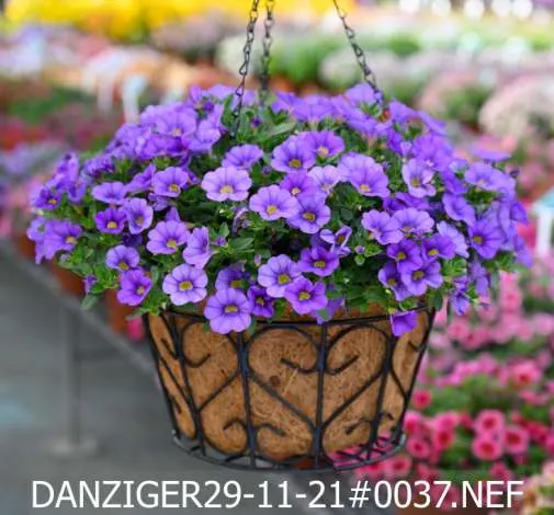 COLIBRI™ Dark Lavender