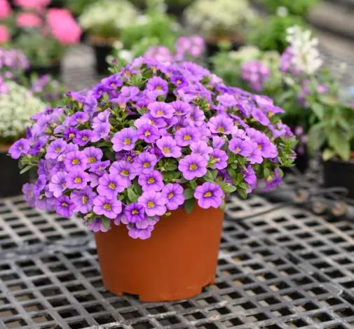 COLIBRI™ Dark Lavender