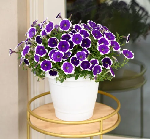 CASCADIAS™ Rim Violet Improved
