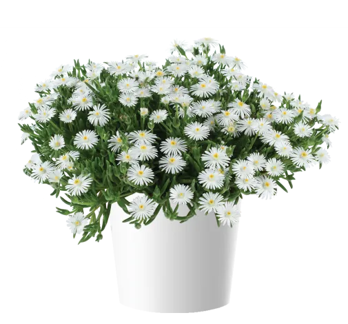 DELIGHTFUL™ White
