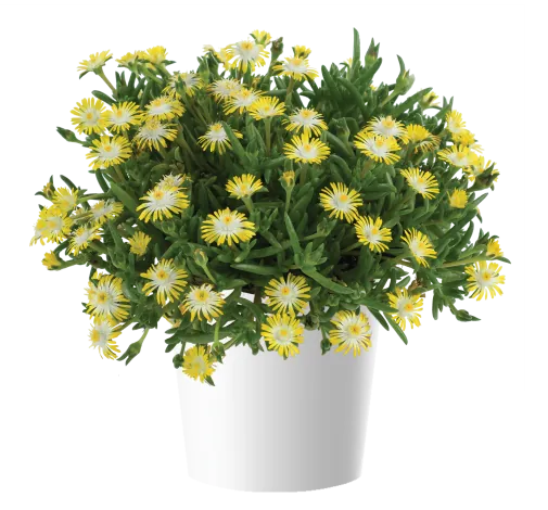 DELIGHTFUL™ Yellow