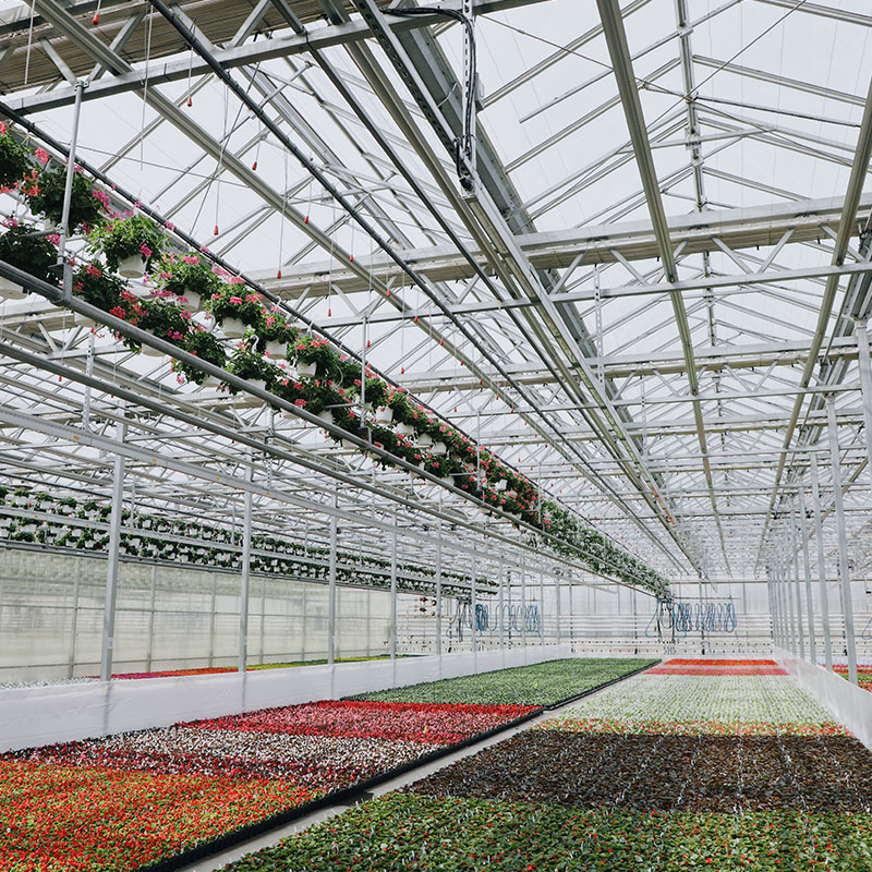 Lucas Greenhouse USA Danziger