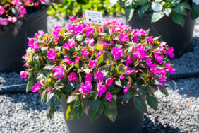 SOL LUNA™ Ultra Violet