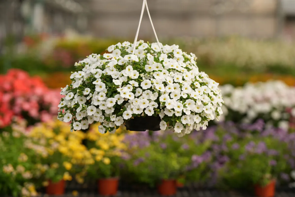 COLIBRI™ Pure White