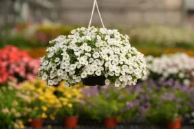 COLIBRI™ Pure White