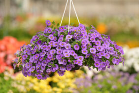 COLIBRI™ Dark Lavender