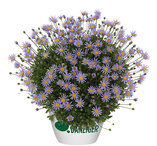 FELICITY™ Leading Lady