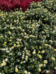 GEM™ Compact Yellow Topaz