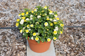 GEM™ Compact Yellow Topaz