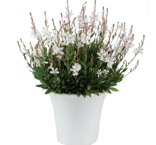 STEFFI™ White
