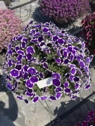 CASCADIAS™ Rim Violet Improved