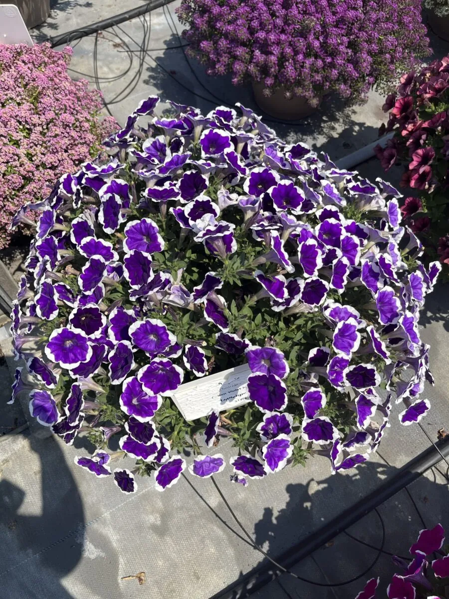 CASCADIAS™ Rim Violet Improved