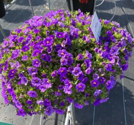 COLIBRI™ Dark Lavender