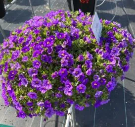 COLIBRI™ Dark Lavender