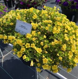 LIA™ Yellow improved