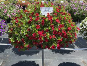 COLIBRI™ Exotic Red Bling