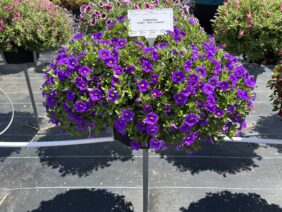 COLIBRI™ Dark Lavender