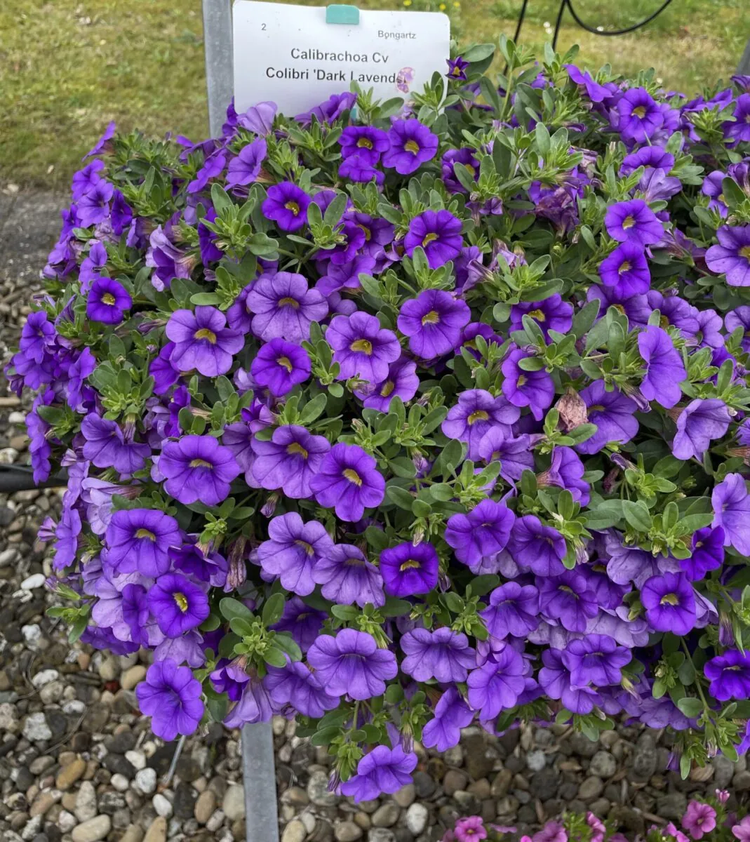 COLIBRI™ Dark Lavender