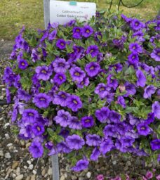 COLIBRI™ Dark Lavender