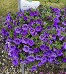 COLIBRI™ Dark Lavender