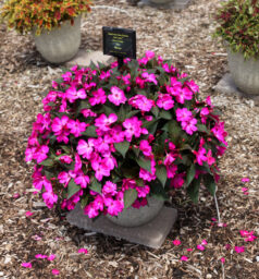 SOL LUNA™ Ultra Violet