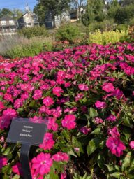 SOL LUNA™ Electric Pink