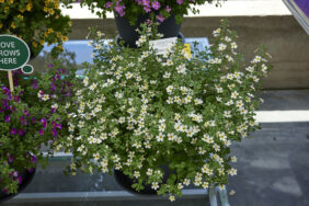 STARDOM™ White Fusion