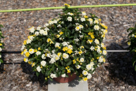 GEM™ Compact Yellow Topaz